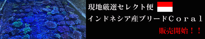 熱帯魚・水草・海水魚・サンゴ・レッドビーシュリンプ・シャドーシュリンプの通販ショップ アクアテイラーズ オンラインショップ