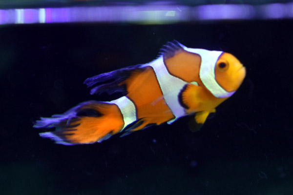 T ポイント5倍 Cb ダヴィンチロングフィンクラウンno 04 個体販売 観賞魚生体