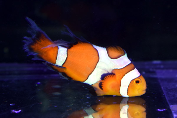 T ポイント5倍 Cb ダヴィンチロングフィンクラウンno 04 個体販売 観賞魚生体