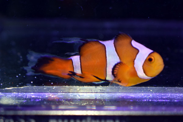 T ポイント5倍 Cb ダヴィンチロングフィンクラウンno 04 個体販売 観賞魚生体